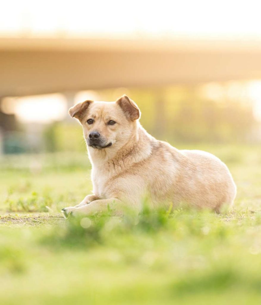犬のロケーション撮影