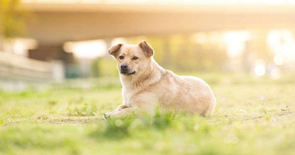 犬のロケーション撮影