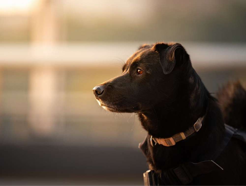 犬